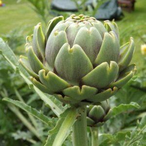 Globe Artichoke Organic Herb