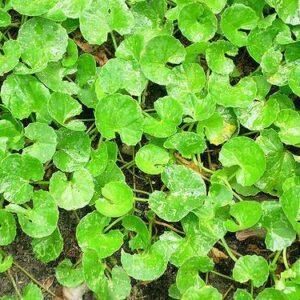 Gotu Kola