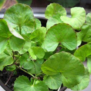 Gotu Kola Young Plants