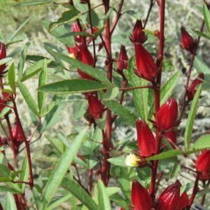 Hibiscus Young shrubs, Cuttings & Seeds