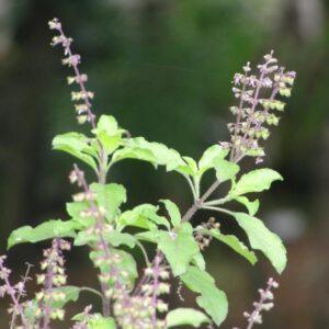 Holy Basil Young Plants & Seeds