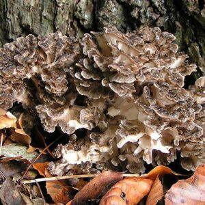 Maitake Mushroom Extract
