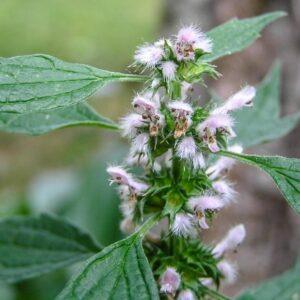 Motherwort