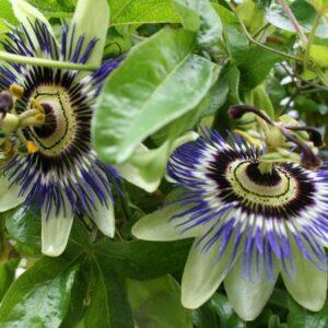 Passionflower Herb