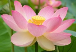Sacred Lotus Extract