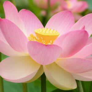 Sacred Lotus Extract