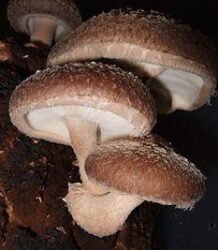 Shiitake Mushroom 