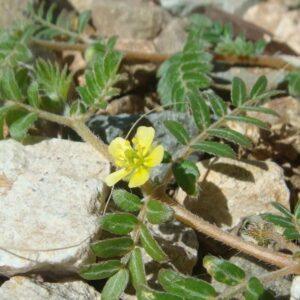 Tribulus Fruit Powder