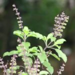 Tulsi / Holy Basil Organic Herb