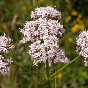 Valerian Young Plants