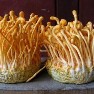 Cordyceps Organic Mushroom Extract