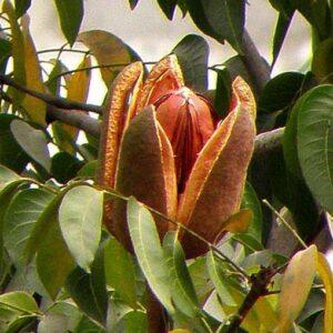 Sky Fruit Extract & Raw Powder