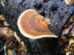 Turkey Tail Mushroom Organic