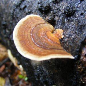 Turkey Tail Mushroom Organic