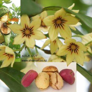 Kola Nut
