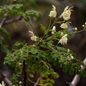 Moringa Young Plants & Seeds