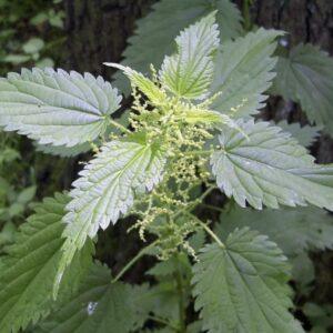 Nettle Organic Herb Powder