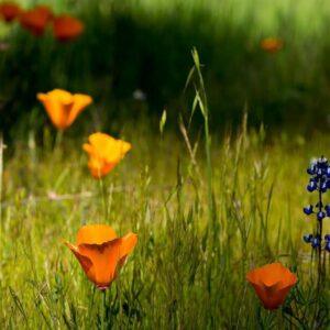 Beneficial Sleep Herbs