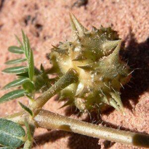 Beneficial Herbs for Men (photo: Tribulus terrestris)