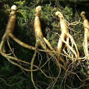 Herbal Adaptogens (photo: Panax ginseng)