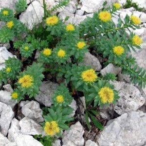 Beneficial Mood Herbs