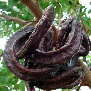 Carob