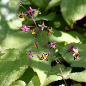 Libido health herb combination