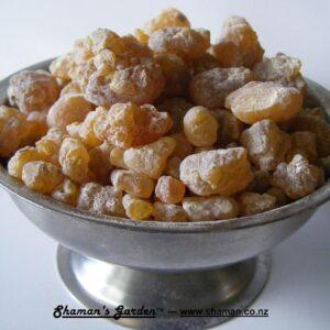 frankincense serrata