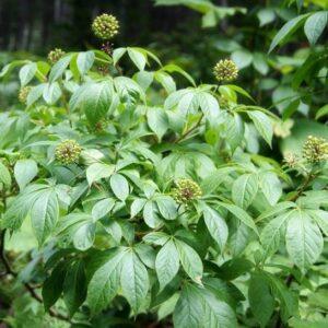 Siberian Ginseng Extract