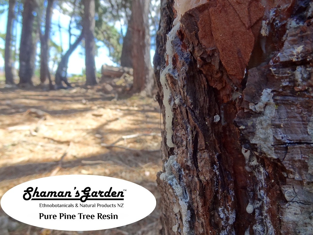 Buy pine resin from Go Native New Zealand.