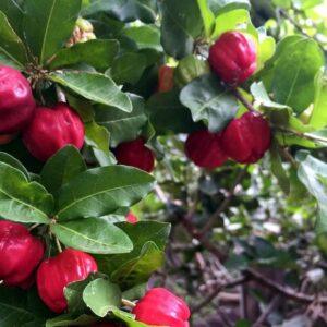 Acerola Cherry