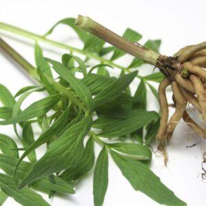 Valerian extract New Zeland