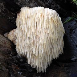Lion's Mane Mushroom Lion's Mane mushroom wild specimen