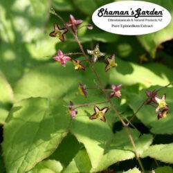 Horny Goat Weed Extract