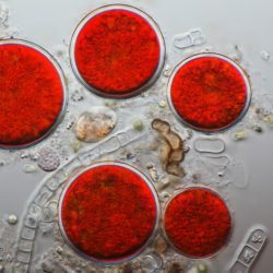 Astaxanthin powder from cracked cells of microalgae