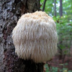 Lion's Mane Mushroom growing