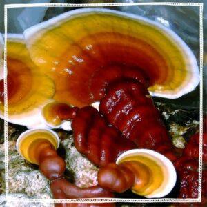 Reishi Mushroom Organic Powder