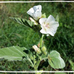 Marshmallow Root
