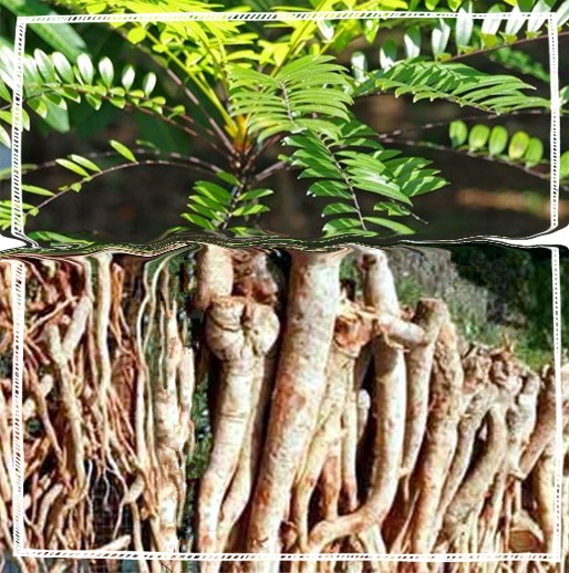 Tongkat ali Root Powder Eurycoma longifolia