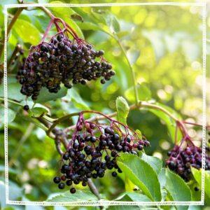 Elderberry (Sambucus nigra)