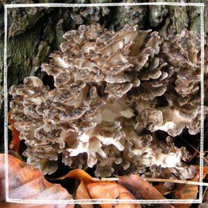 Maitake Mushroom Powder