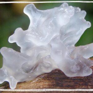 Tremella Mushroom organic