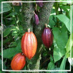 Cacao Powder, Ceremonial Grade Criollo Cacao