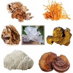 Medicinal Mushroom Blend
