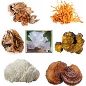 Medicinal Mushroom Blend