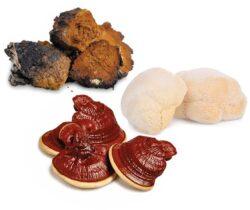 Focus & Flow Mushroom Blend