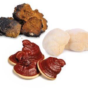 Focus & Flow Mushroom Blend