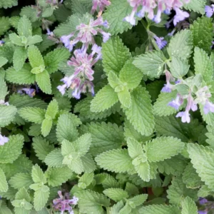 Catnip (Nepeta cataria) Seeds