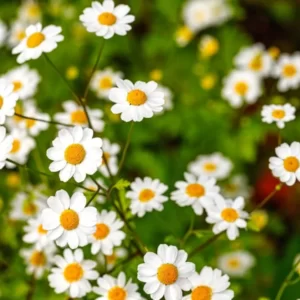 Feverfew (Tanacetum parthenium) Seeds
