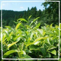 Matcha Powder NZ